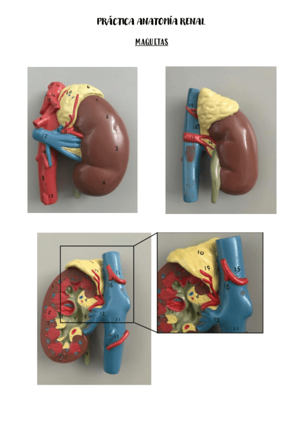 Miniatura del documento PRACTICA-ANATOMIA-RENAL.pdf