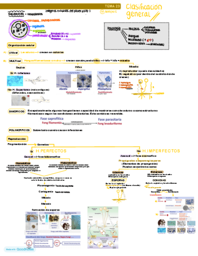 Miniatura del documento HONGOS-t.2223-apuntes-resumen.pdf