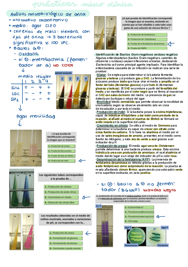 Miniatura del documento Practicas-micro-clinica.pdf