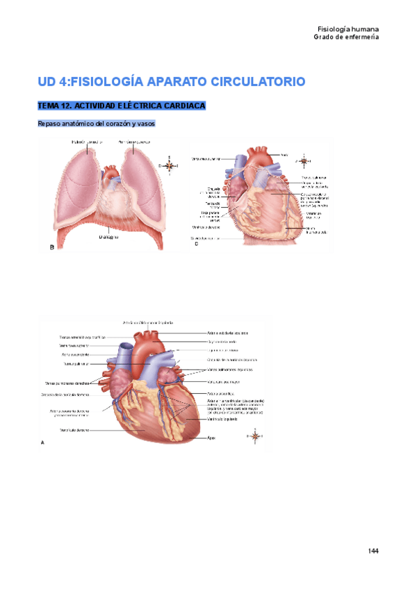 Miniatura del documento Tema-12-fisiologia-humana.pdf
