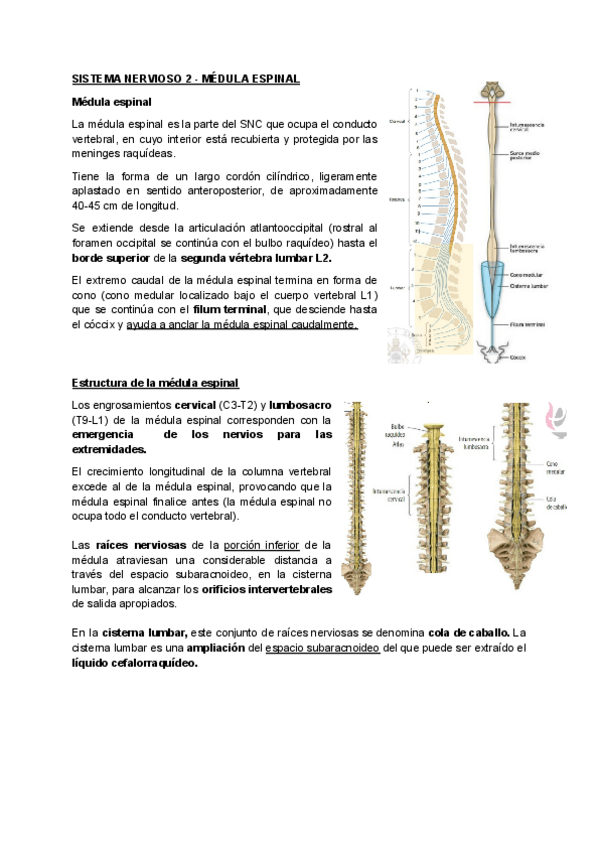 Miniatura del documento SISTEMA-NERVIOSO-2-MEDULA-ESPINAL-1.pdf