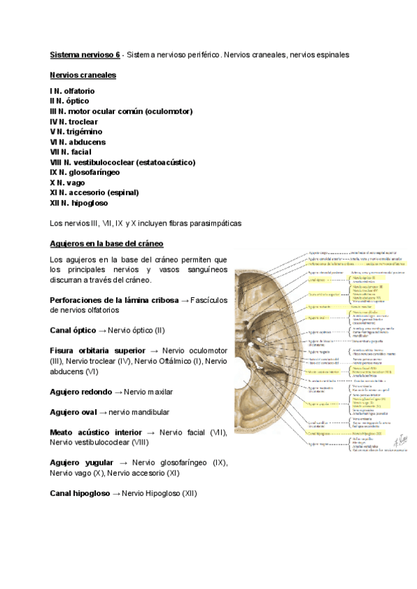 Miniatura del documento Sistema-nervioso-6-Sistema-nervioso-periferico-1.pdf