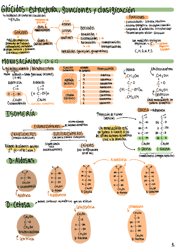 Miniatura del documento T1-Glucidos.pdf