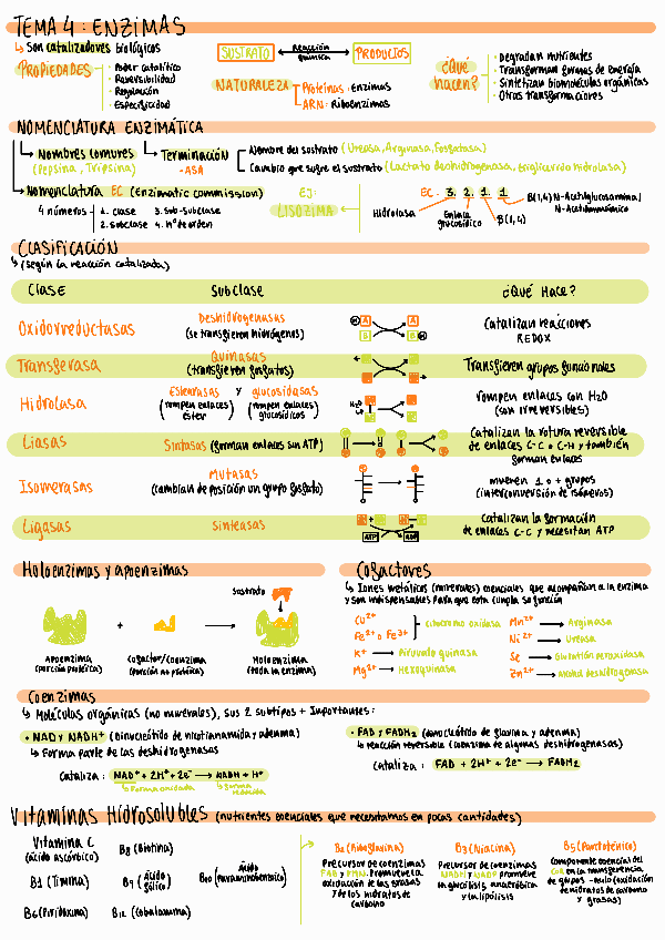 Miniatura del documento T4-Enzimas.pdf