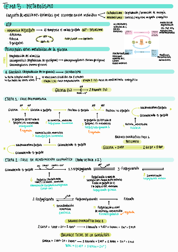 Miniatura del documento T56-Metabolismo-y-Resp.Celular.pdf