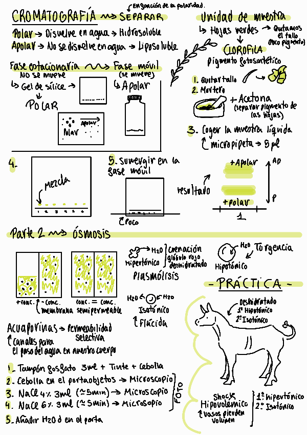 Miniatura del documento Apuntes-practicas.pdf