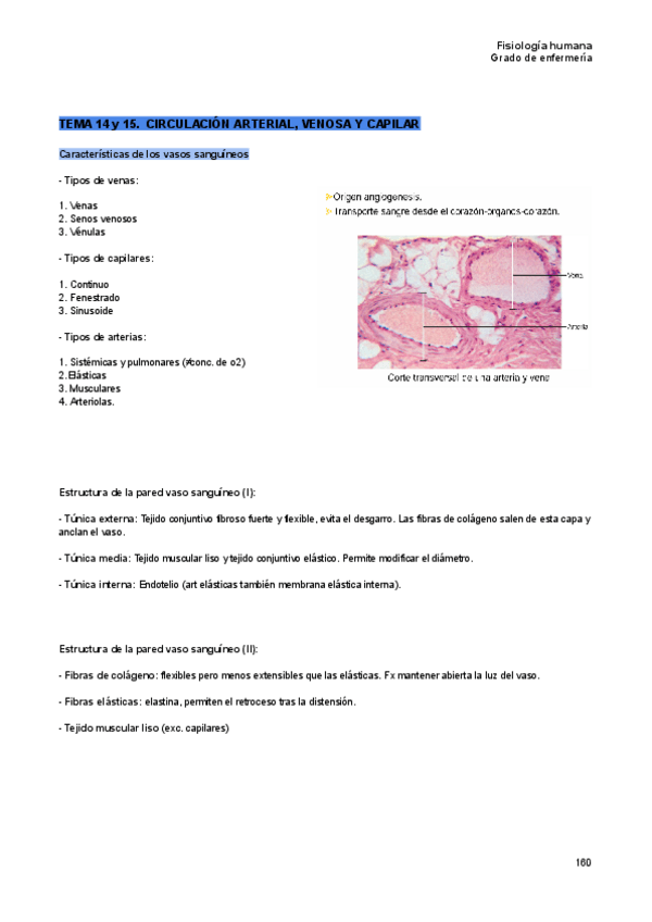 Miniatura del documento Temas-14-y-15-de-Fisiologia-humana.pdf