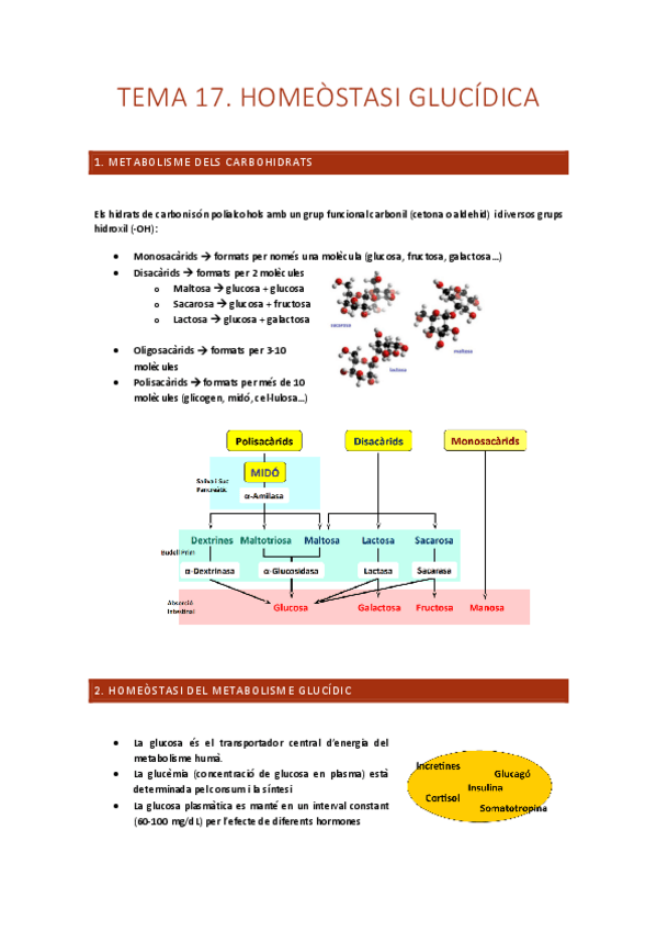 Miniatura del documento TEMA-17.-Homeostasi-glucidica.pdf