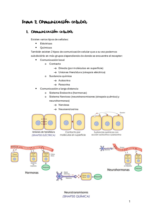 Miniatura del documento Tema-3.-Comunicacion-celular-Fisiologia.pdf