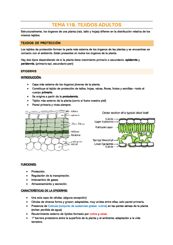 Miniatura del documento TEMA-11B-TEJIDOS-ADULTOS.pdf