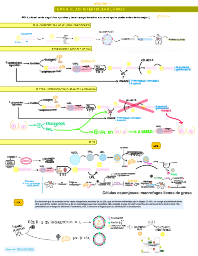 Miniatura del documento LIPIDOS-T9-Esquema-apuntes-trigliceridos-grasas.pdf