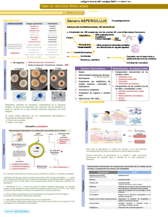 Miniatura del documento Tema-25-HONGOS-APUNTES-esquema-resumen.pdf