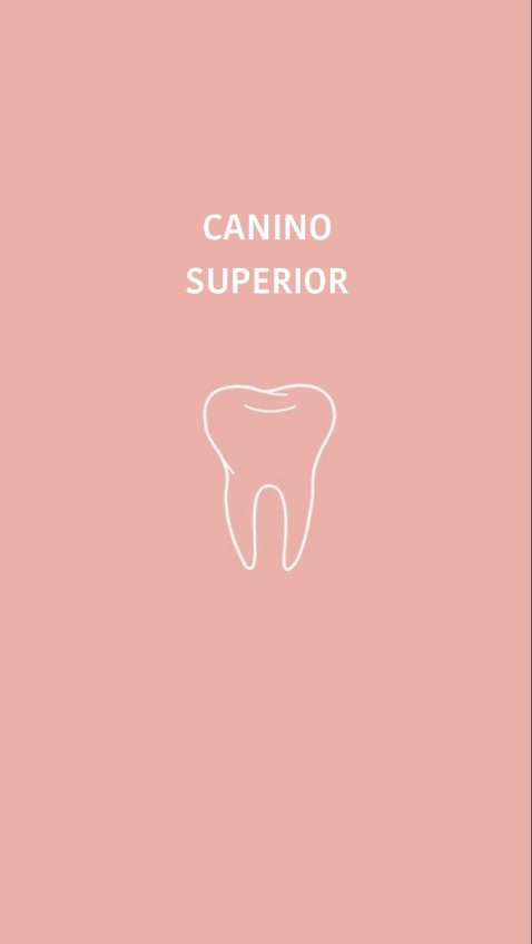 Miniatura del documento Canino-superior.pdf