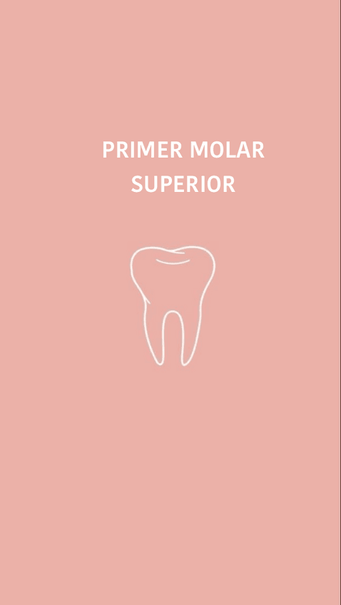 Miniatura del documento Primer-molar-superior.pdf