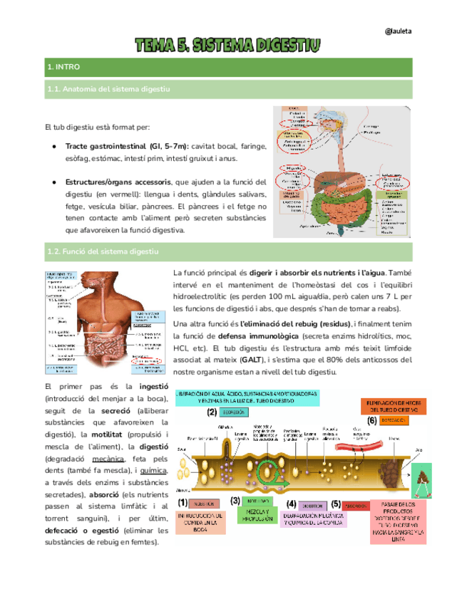Miniatura del documento Tema-5-digestiu-FCH-II.pdf