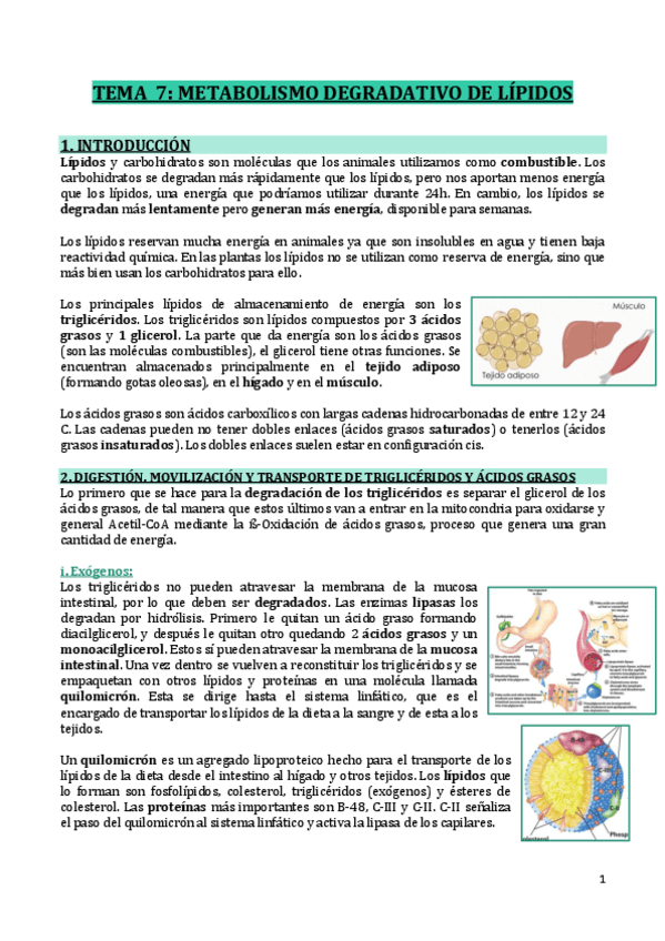 Miniatura del documento T7-METABOLISMO-DEGRADATIVO-DE-LIPIDOS.pdf