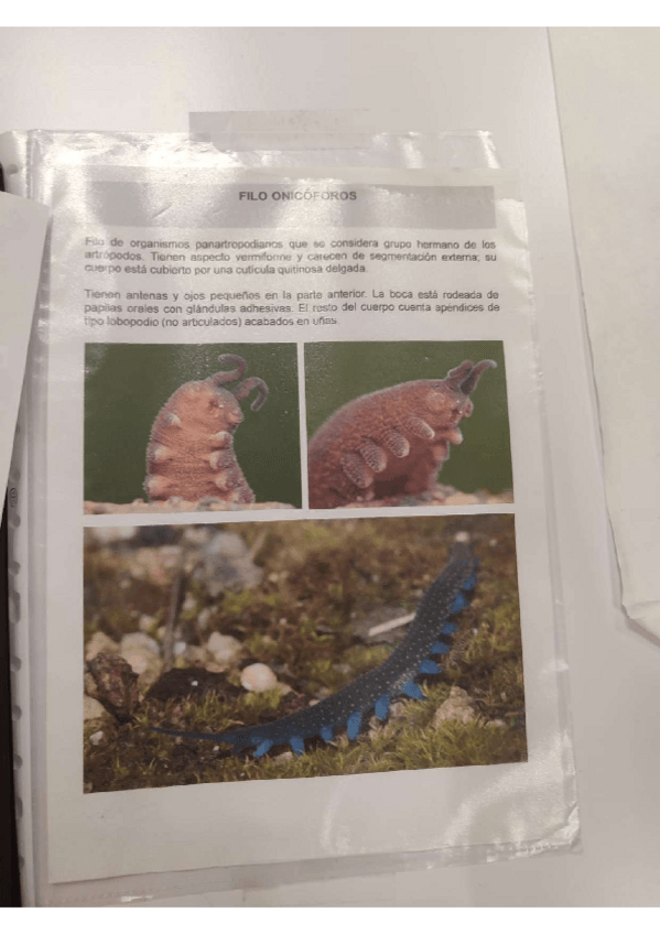 Miniatura del documento P1-ARTROPODOS-QUELICERADOS-Y-MIRIAPODOS.pdf