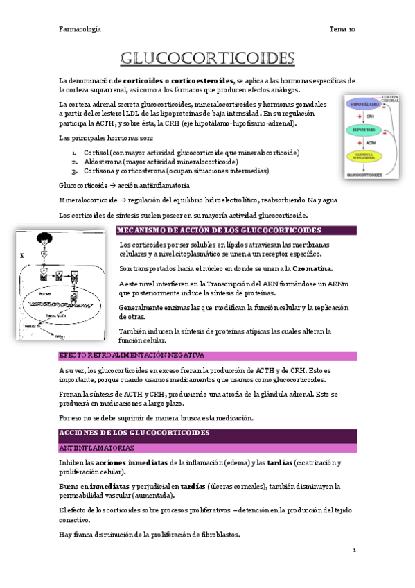 Miniatura del documento 10.-Glucocorticoides.pdf