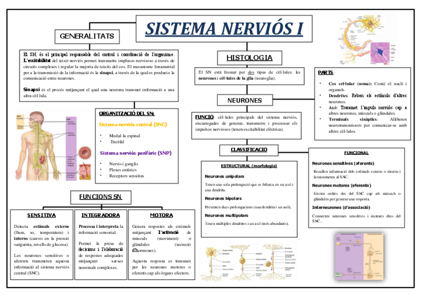 Miniatura del documento Esquema-Sistema-Nervios-combinado.pdf