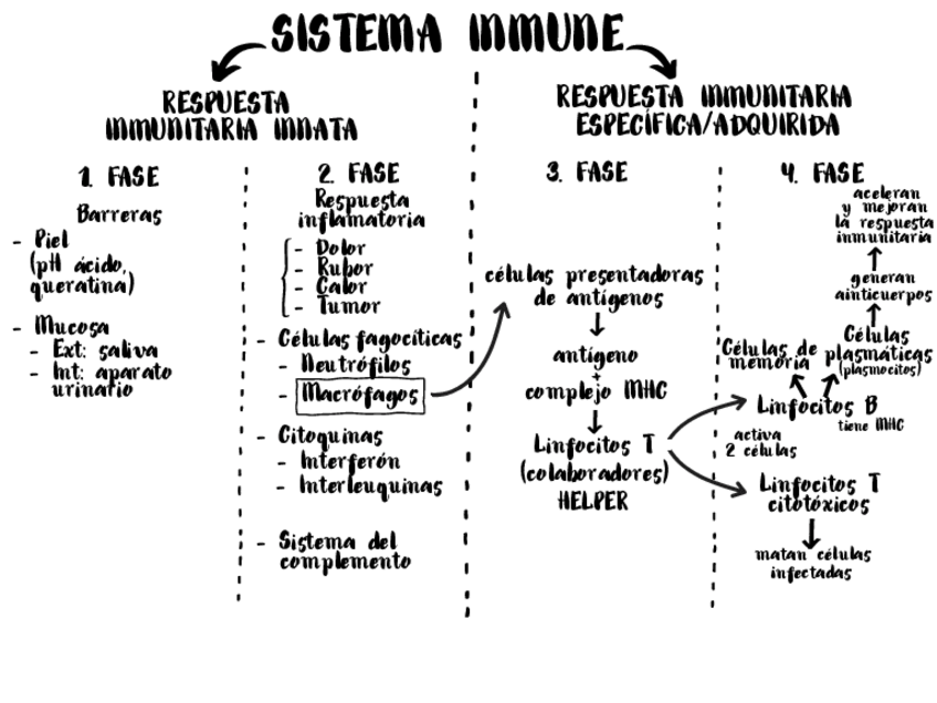 Miniatura del documento T5-ESQUEMA-SISTEMA-INMUNE.pdf