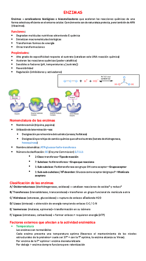 Miniatura del documento Enzimas.pdf