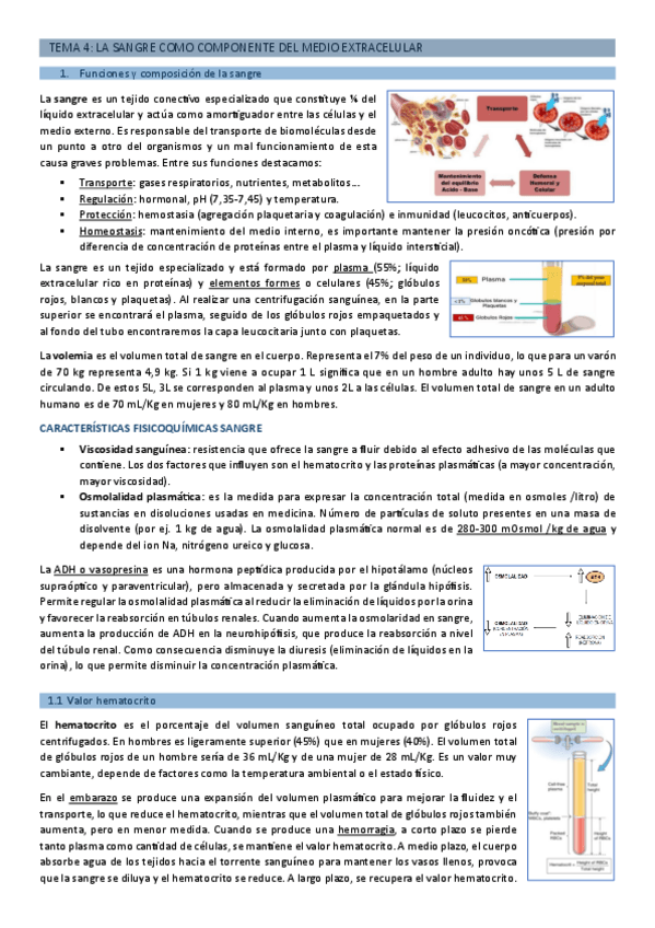 Miniatura del documento TEMA-4-Sangre-pdf.pdf