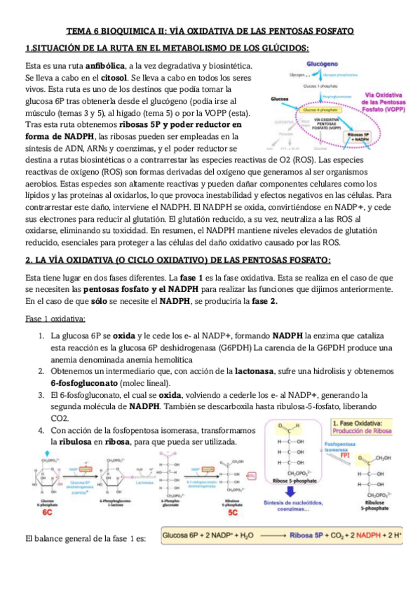 Miniatura del documento TEMA-6-BIOQUIMICA-II-VIA-OXIDATIVA-DE-LAS-PENTOSAS-FOSFATO.pdf
