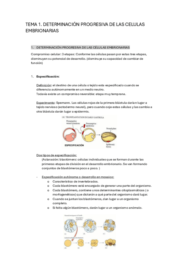 Miniatura del documento TEMA-1.-Determinacion-progresiva-de-las-cleulas-embrionarias.pdf