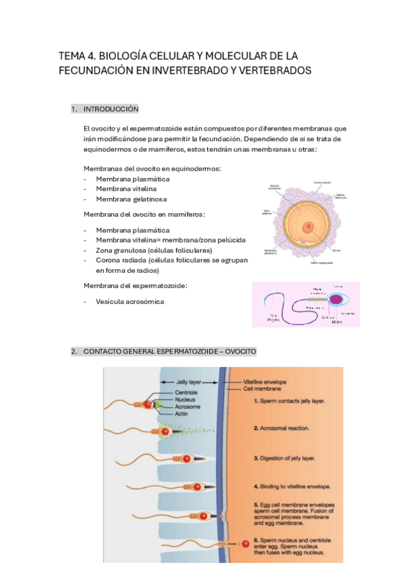 Miniatura del documento TEMA-4.-Biologia-celular-y-molecular-de-la-fecundacion-en-Invertebrados-y-VertebradosL.pdf