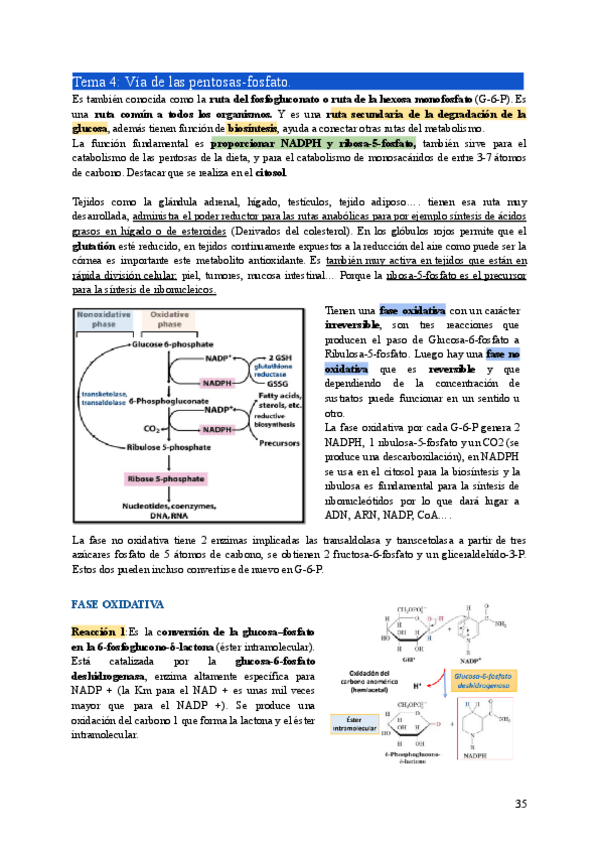 Miniatura del documento BIO2-Tema4.pdf