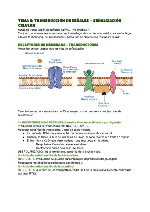 Miniatura del documento TEMA-9-BIOQUIMICA.pdf