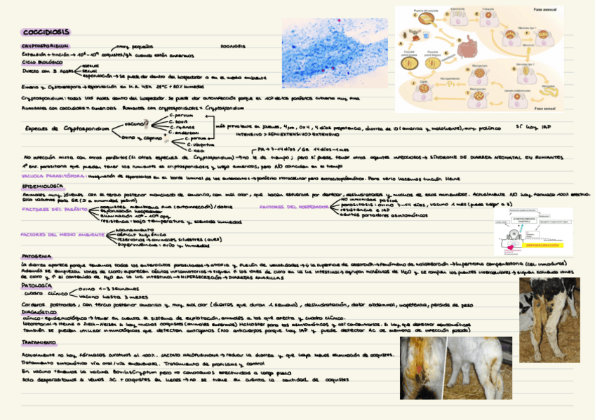 Miniatura del documento Parasitarias-P3.pdf