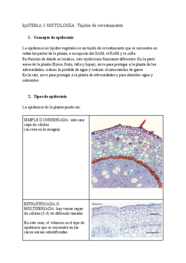 Miniatura del documento TEMA-3-HISTOLOGIA.pdf