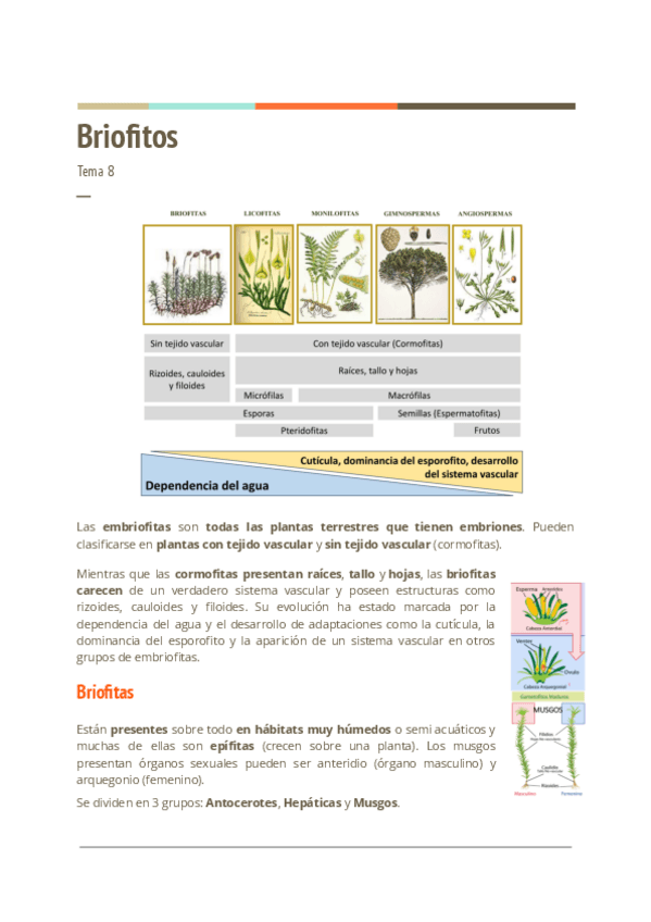Miniatura del documento Tema-8-Briofitos.pdf