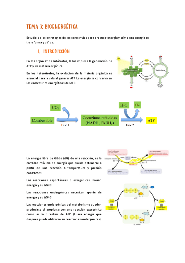 Miniatura del documento tema-3-metabolismo.pdf