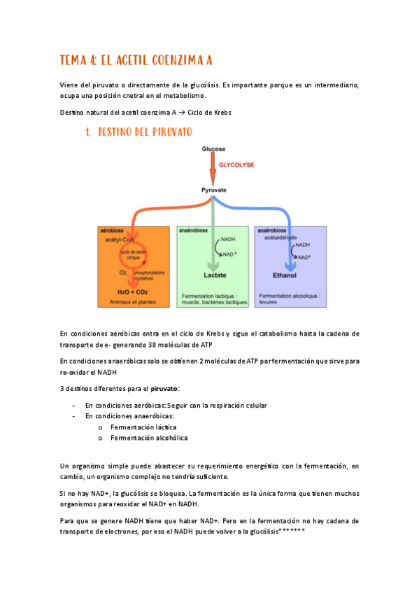 Miniatura del documento TEMA-4-metabolismo.pdf