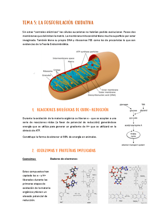 Miniatura del documento tema-5-metabolisme.pdf