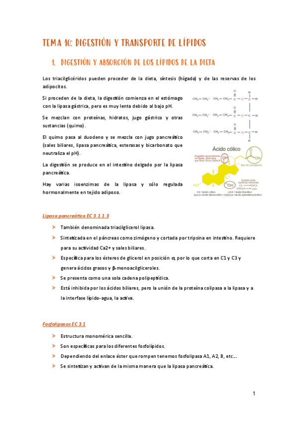 Miniatura del documento Tema-10-metabolismo.pdf