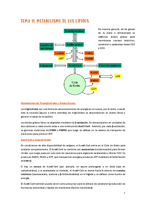 Miniatura del documento Tema-11-metabolismo.pdf