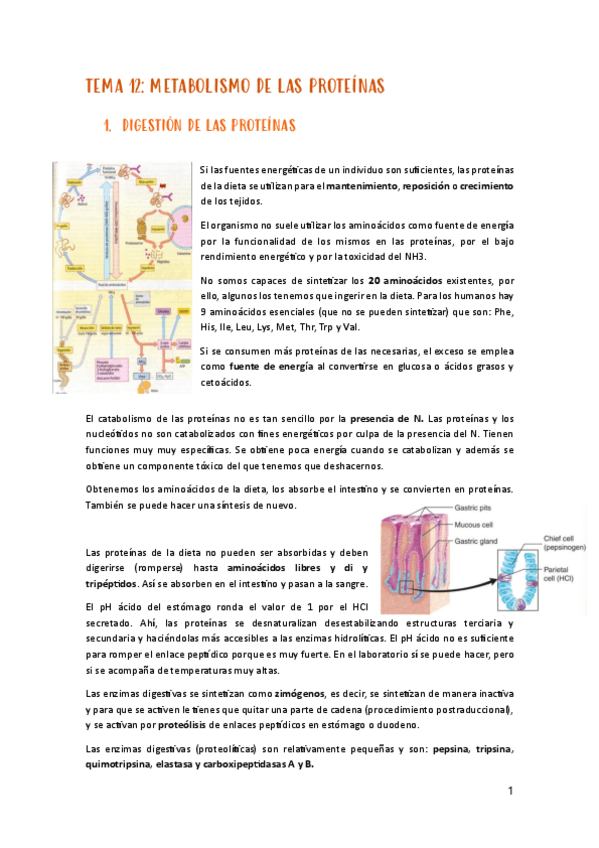Miniatura del documento Tema-12-metabolisme.pdf