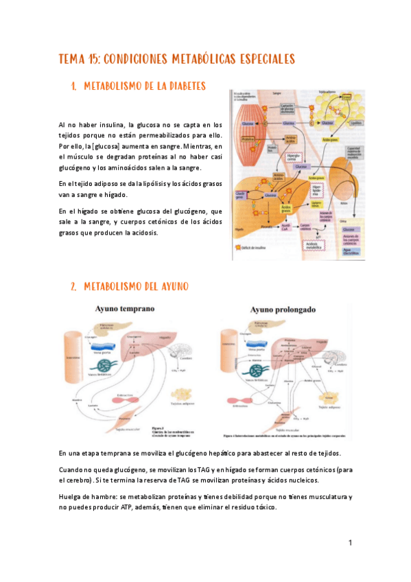 Miniatura del documento tema-15-metabolismo.pdf