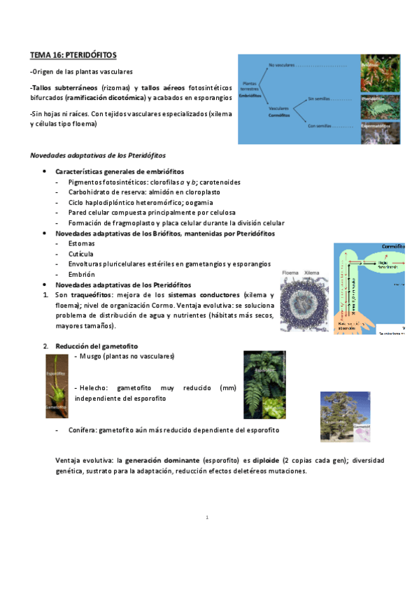 Miniatura del documento T.16-Pteridofitos.pdf