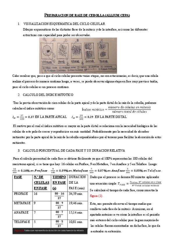 Miniatura del documento BIOLOGIA-CELULAR-PRACTICA-LABORATORIO-1-INFORME-DE-PREPARACION-DE-RAIZ-DE-CEBOLLA.pdf