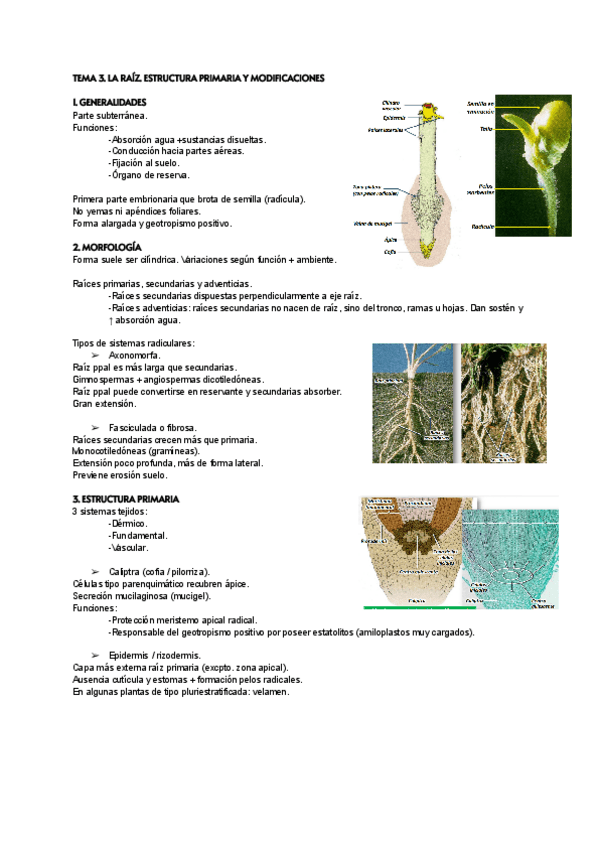 Miniatura del documento TEMA-3-BOTANICA.pdf