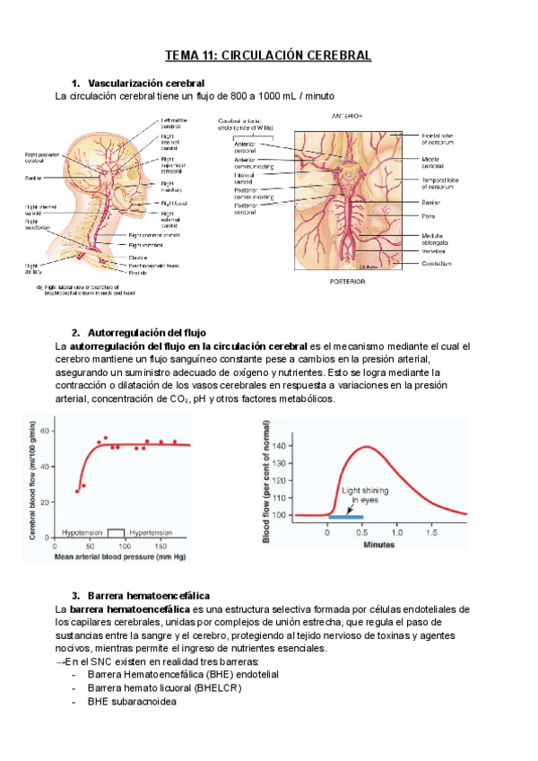 Miniatura del documento TEMA-11-FISIO.pdf