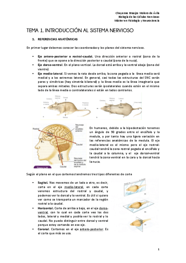 Miniatura del documento TEMA 1. Introducción al sistema nervioso.pdf