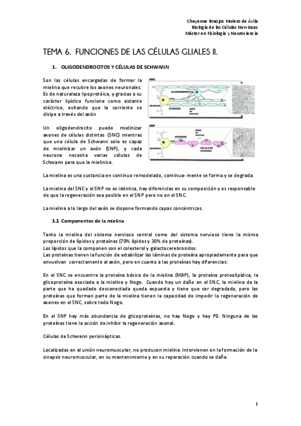 Miniatura del documento TEMA 6. FUNCIONES DE LAS CÉLULAS GLIALES II.pdf