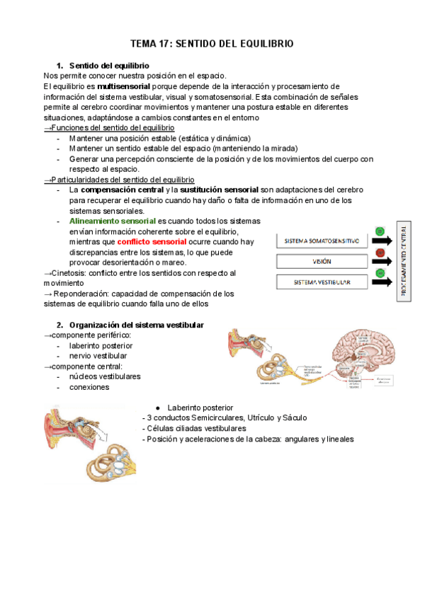 Miniatura del documento TEMA-17-FISIO.pdf