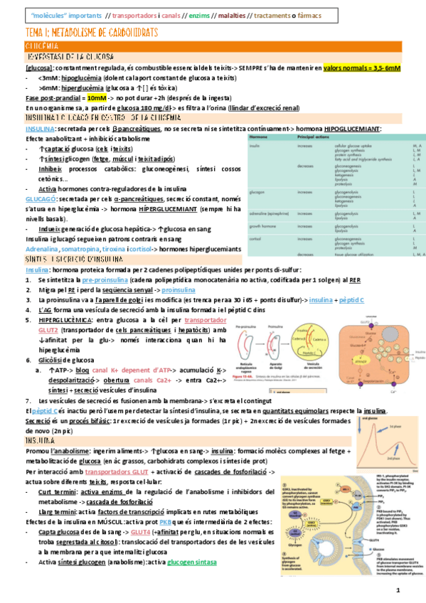 Miniatura del documento Bioquim-Clinica-TEMA-1-metabolisme-carbohidrats.pdf