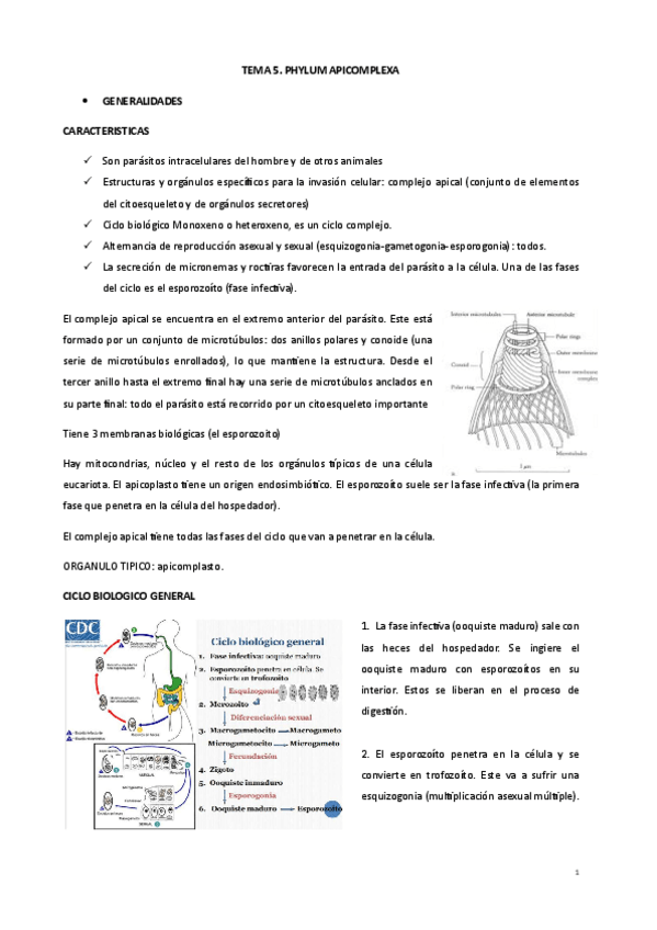 Miniatura del documento TEMA-5-PHYLUM-APICOMPLEXA.pdf